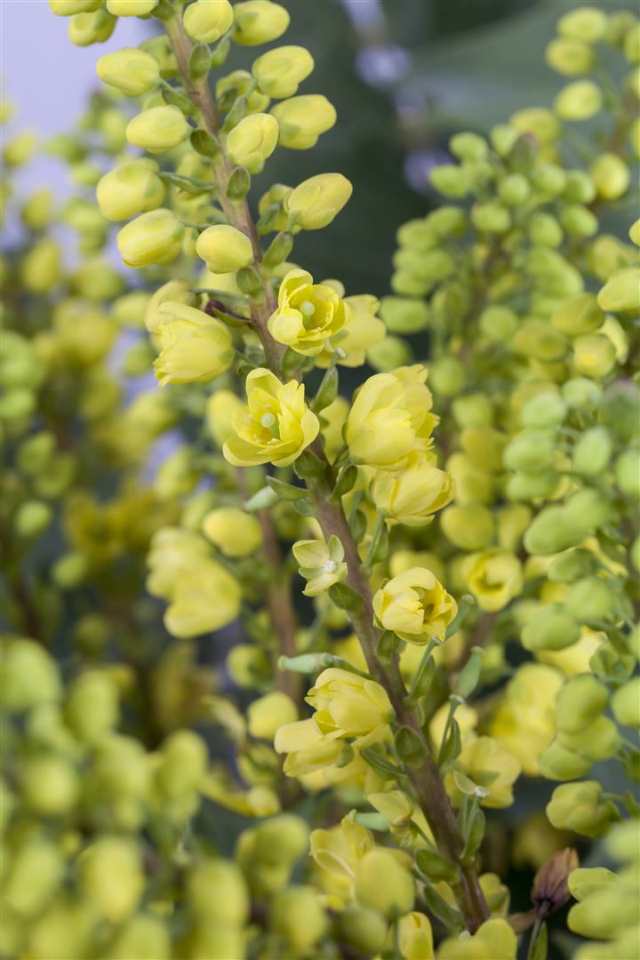 Mahonia media 'Winter Sun', Mahonie, gelbe Bl&uuml;ten, 40&ndash;60 cm - Bild 1