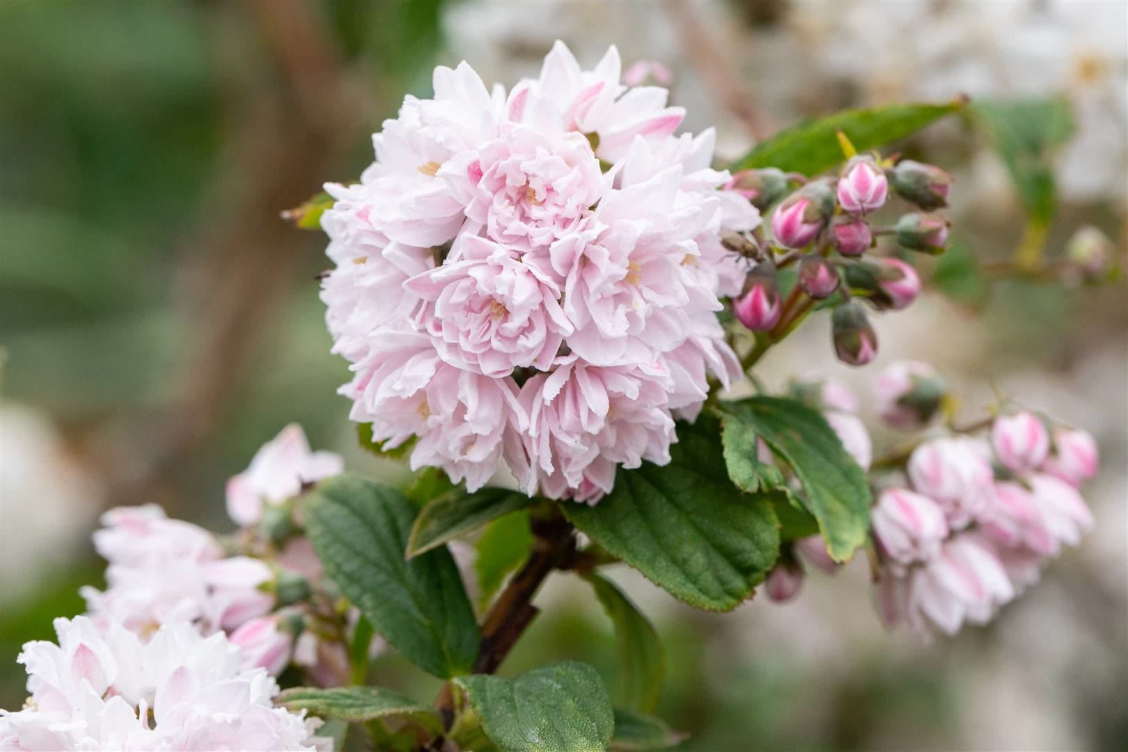 Deutzia hybrida 'Pink Pom-Pom', Maiblumenstrauch, rosa, 40&ndash;60 cm - Bild 1