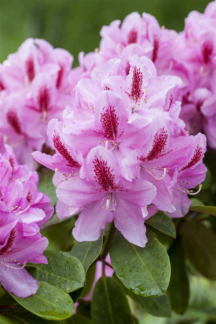 Rhododendron Hybr. 'Furnivall's Daughter', rosa Bl&uuml;ten, 30&ndash;40 cm - Bild 1