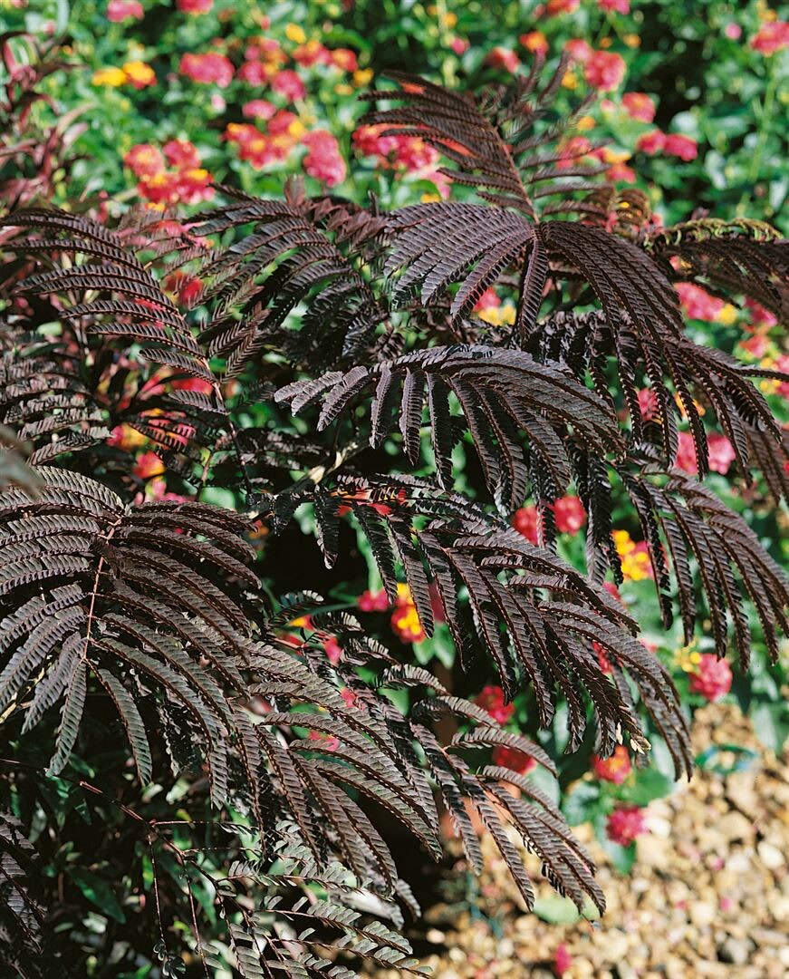 Albizia julibrissin 'Evey's Pride', Seidenbaum, 40&ndash;60 cm, rosa Bl&uuml;ten - Bild 1