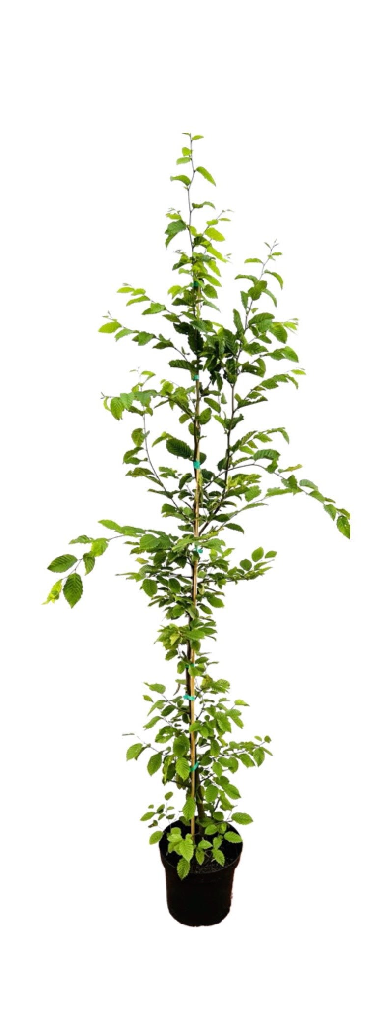 Carpinus betulus, Hainbuche, 150&ndash;175 cm - Bild 1