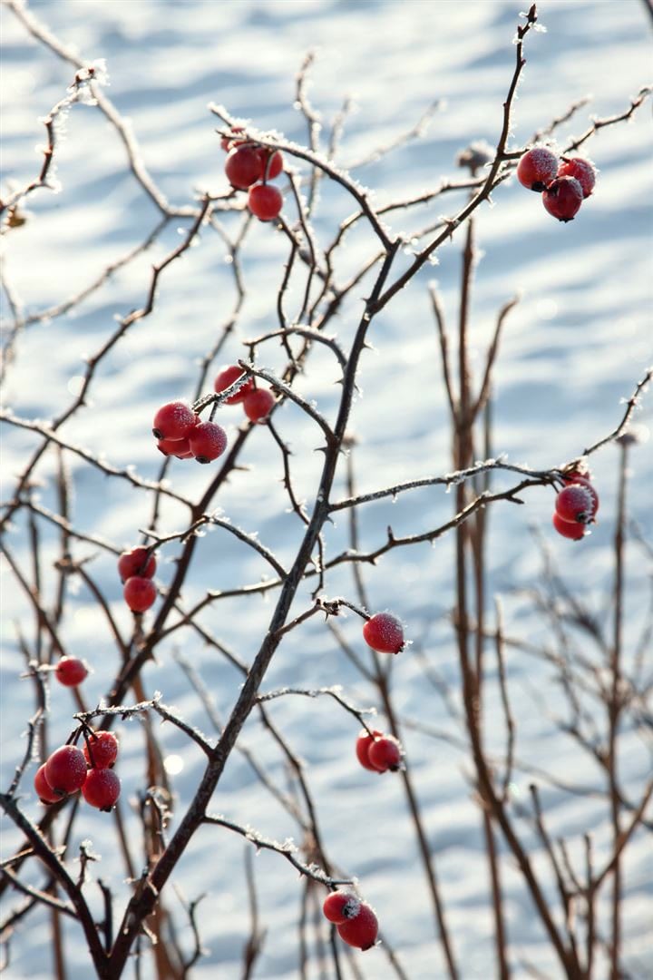Rosa canina, Hundsrose, rosa Bl&uuml;ten, 60&ndash;100 cm - Bild 1