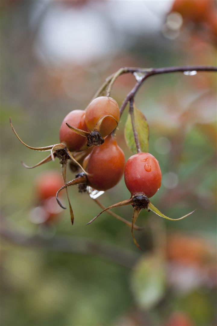 Rosa glauca, Rotblattrose, 60&ndash;100 cm, attraktive Hagebutten - Bild 1
