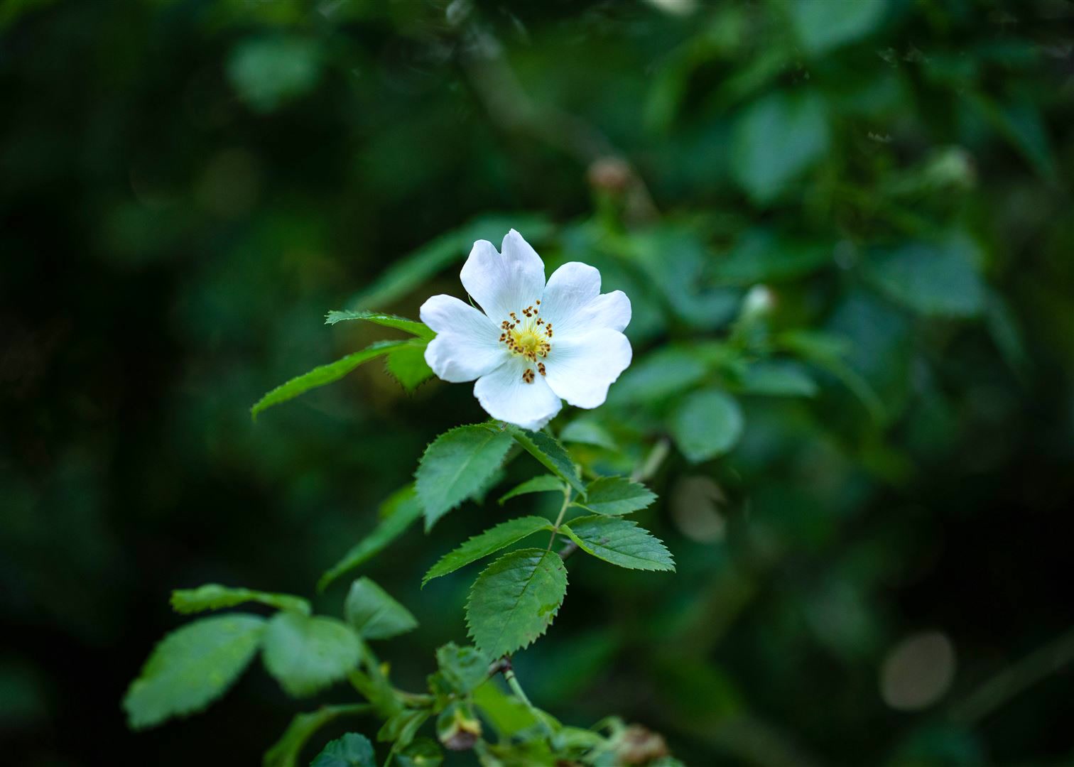 Rosa multiflora, Vielbl&uuml;tige Rose, 60&ndash;100 cm - Bild 1