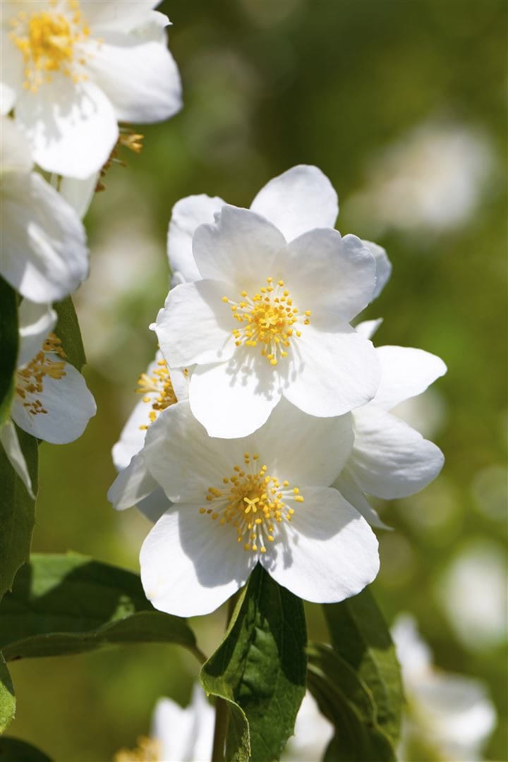 Philadelphus 'Belle Etoile', Duftjasmin, wei&szlig;, 40&ndash;60 cm - Bild 1