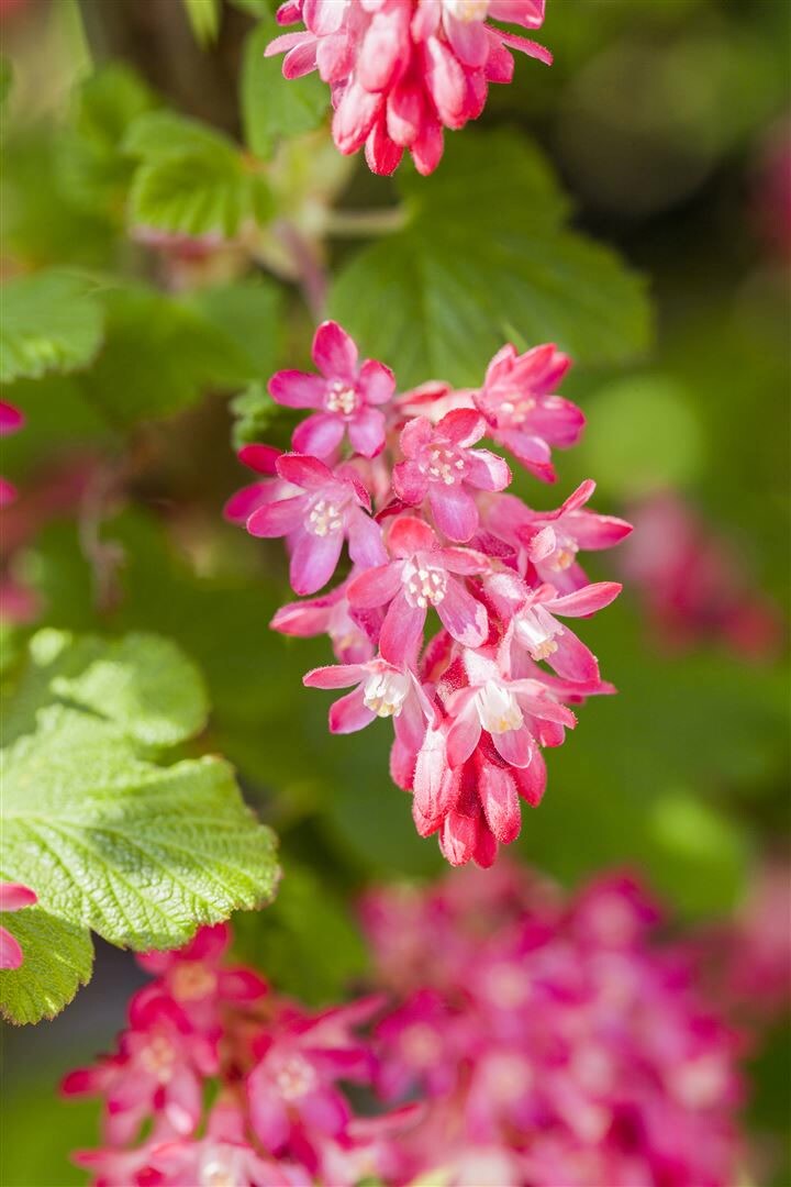 Ribes sanguineum ‚King Edward VII‘, Blutjohannisbeere, rot, 60–100 cm | 04063654316268