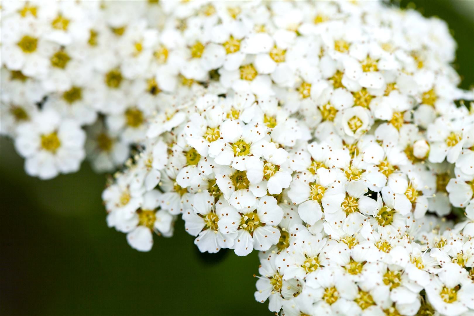 Spiraea arguta, Brautspiere, wei&szlig;, 60&ndash;80 cm - Bild 1