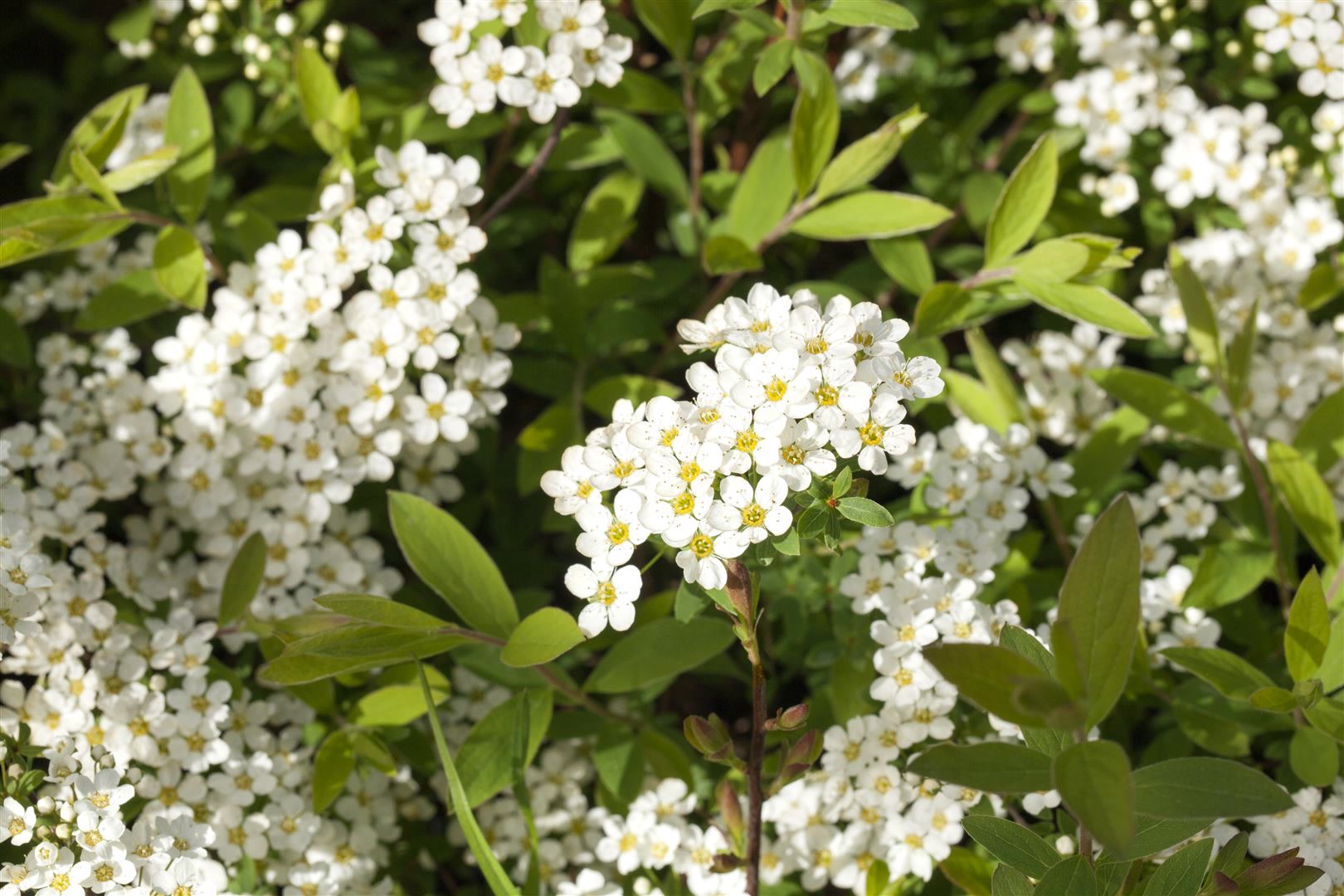 Spiraea cinerea 'Grefsheim', Asch-Spiere, wei&szlig;, 60&ndash;80 cm - Bild 1