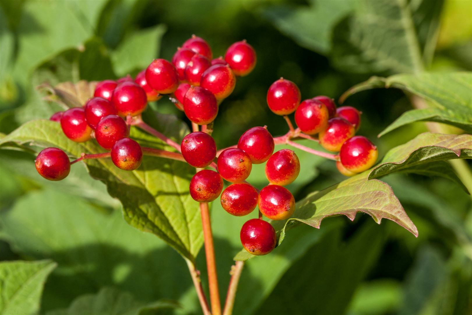 Viburnum opulus, Gew&ouml;hnlicher Schneeball, 60&ndash;100 cm, wei&szlig;e Bl&uuml;ten - Bild 1