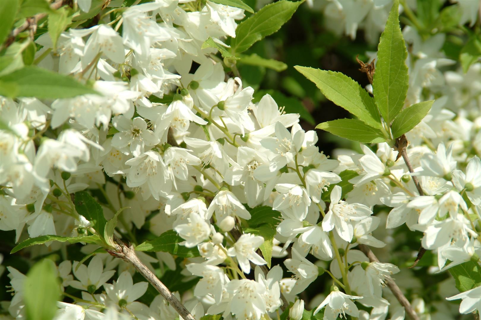 Philadelphus 'Manteau d'Hermine', Duftjasmin, wei&szlig;, 40&ndash;60 cm - Bild 1