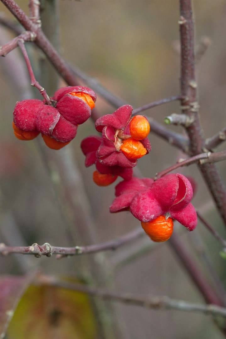 Euonymus europaeus, Pfaffenh&uuml;tchen, 60&ndash;100 cm - Bild 1