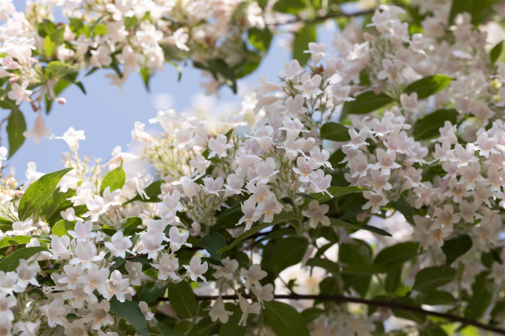 Kolkwitzia amabilis, Kolkwitzie, rosa Bl&uuml;ten, 60&ndash;100 cm - Bild 1
