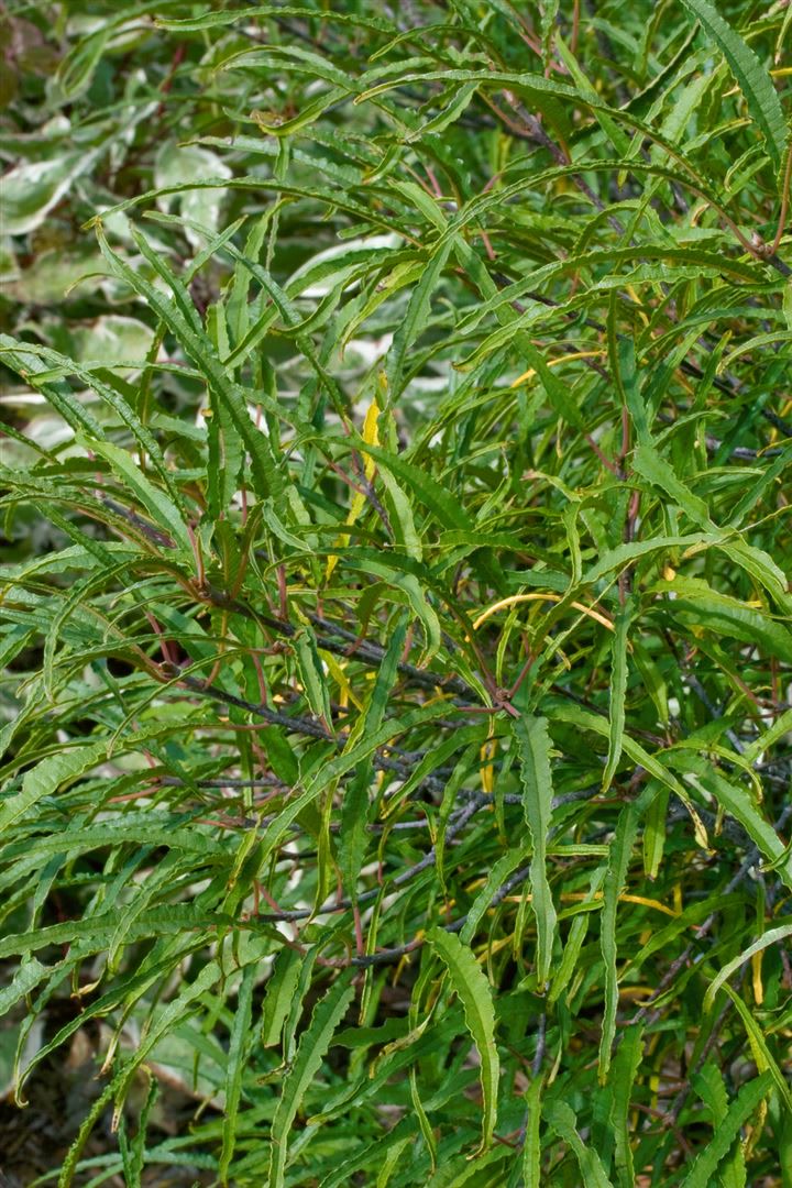 Rhamnus frangula 'Asplenifolia', schmalbl&auml;ttrig, 40&ndash;60 cm - Bild 1