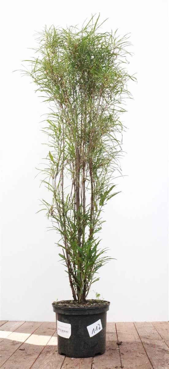 Rhamnus frangula 'Asplenifolia', Faulbaum, schmalbl&auml;ttrig, 80&ndash;100 cm - Bild 1