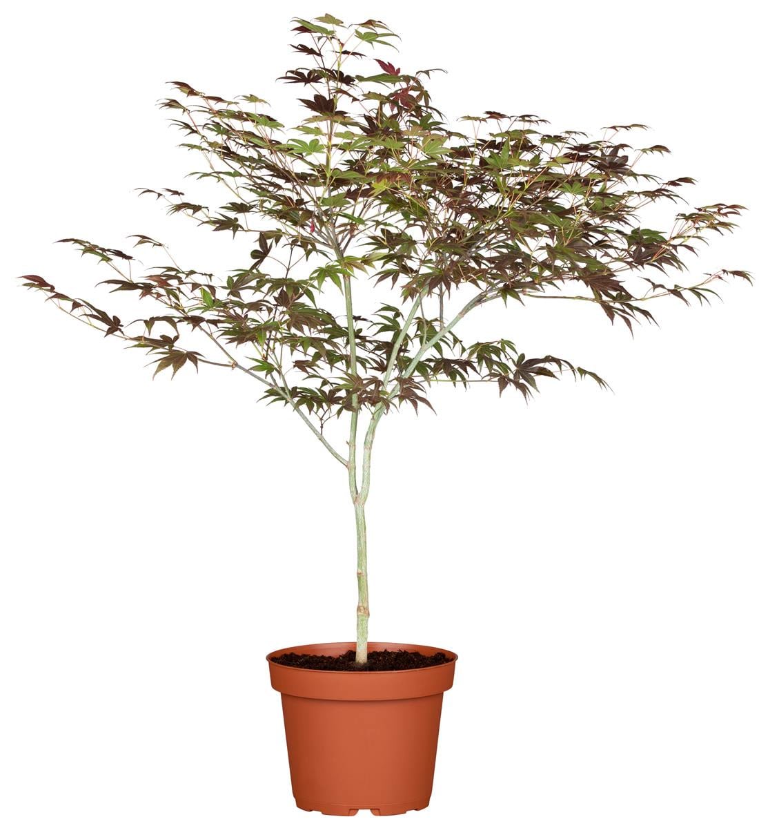 Acer palmatum 'Atropurpureum', Japanischer Ahorn, rotlaubig, 60&ndash;80 cm - Bild 1