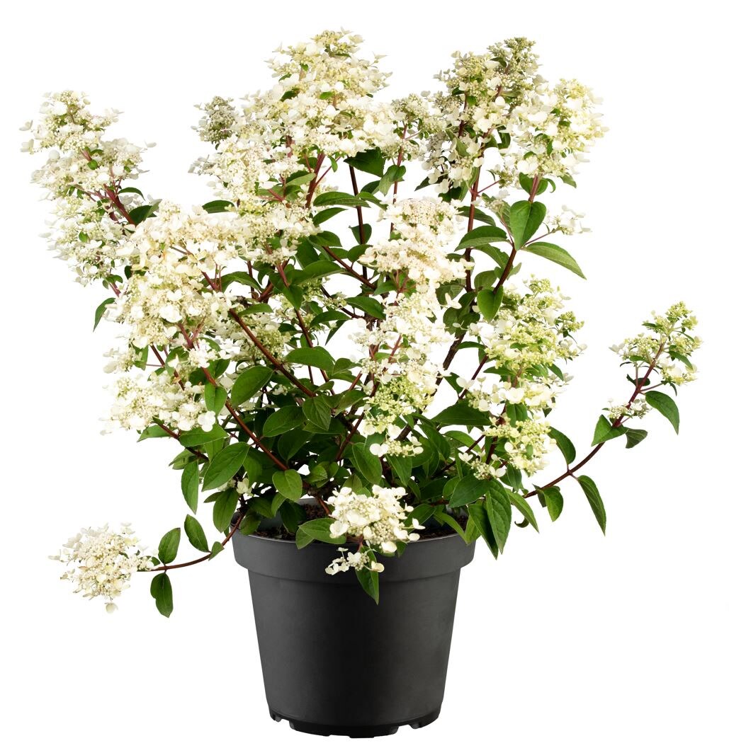 Hydrangea paniculata 'Wim's Red', Rispenhortensie, rot, 40&ndash;60 cm - Bild 1