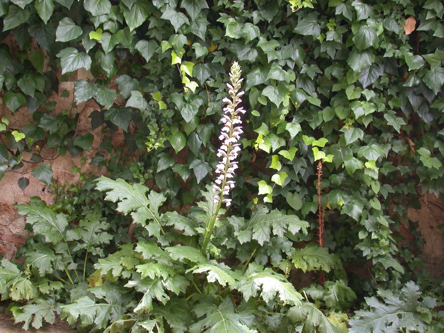 Acanthus mollis, Bärenklau, ca. 11×11 cm Topf, dekorativ | 04063654255499