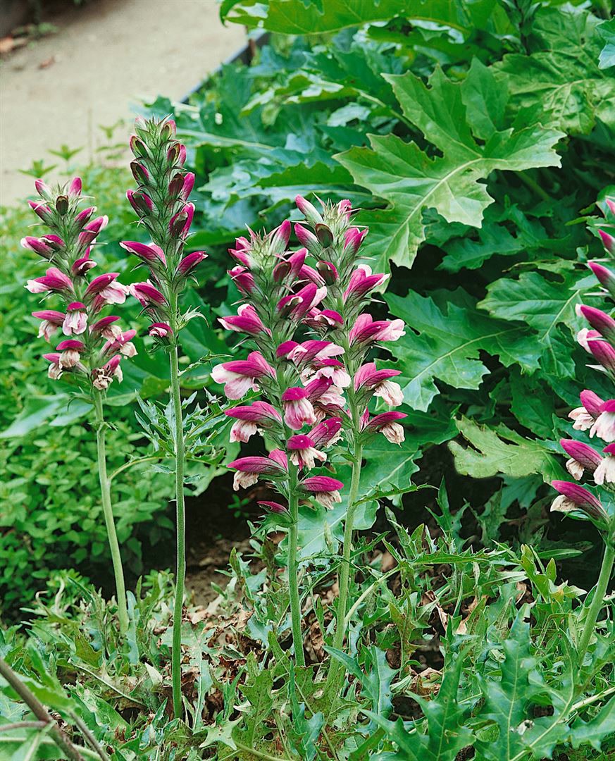 Acanthus spinosus, B&auml;renklau, stachelig, ca. 11x11 cm Topf - Bild 1