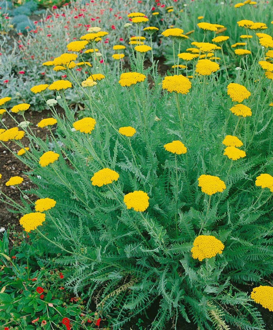 Achillea clypeolata, Schafgarbe, gelb, ca. 9x9 cm Topf - Bild 1