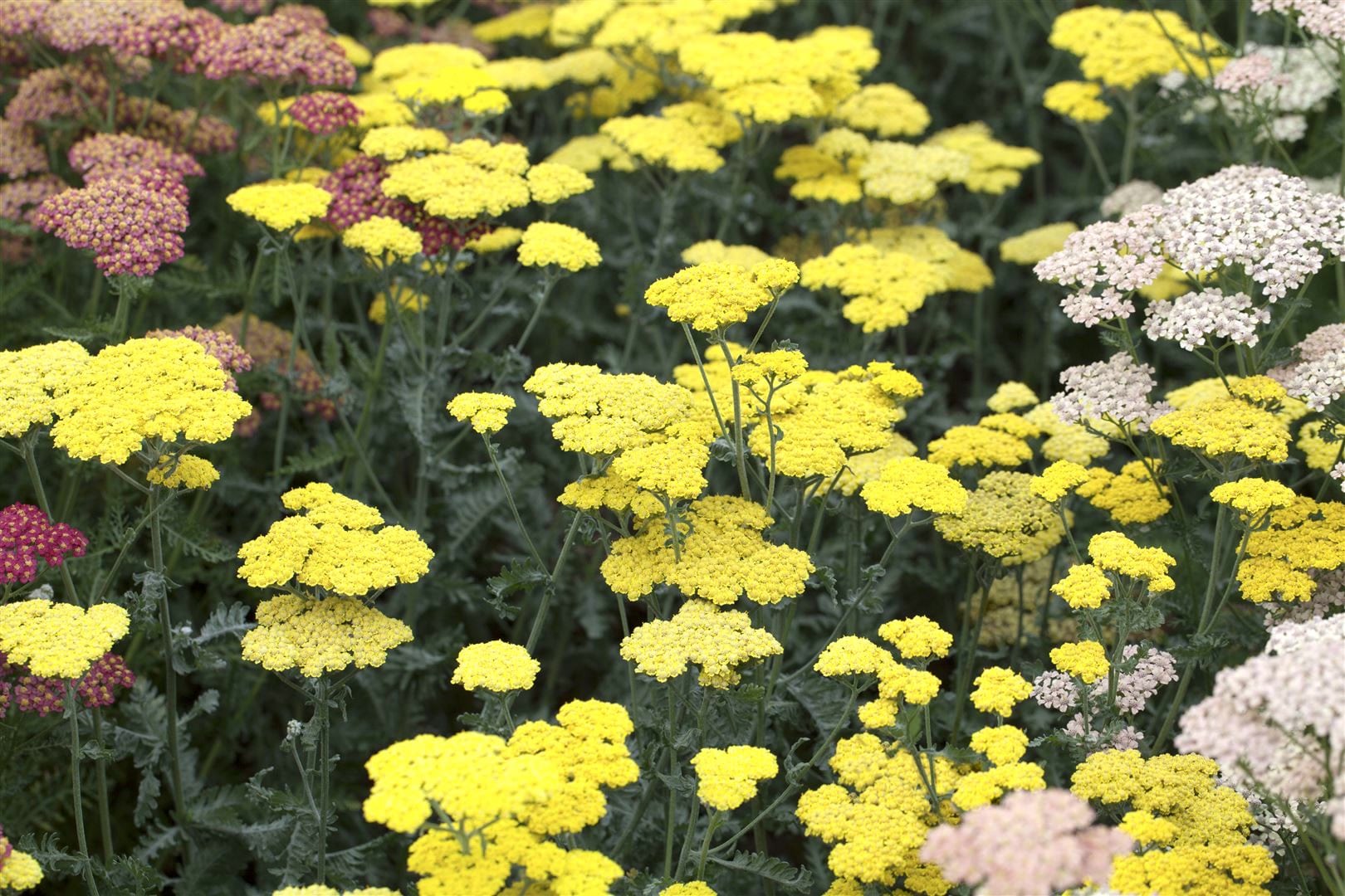 Achillea clypeolata 'Moonshine', Schafgarbe, leuchtend gelb, ca. 9x9 cm Topf - Bild 1
