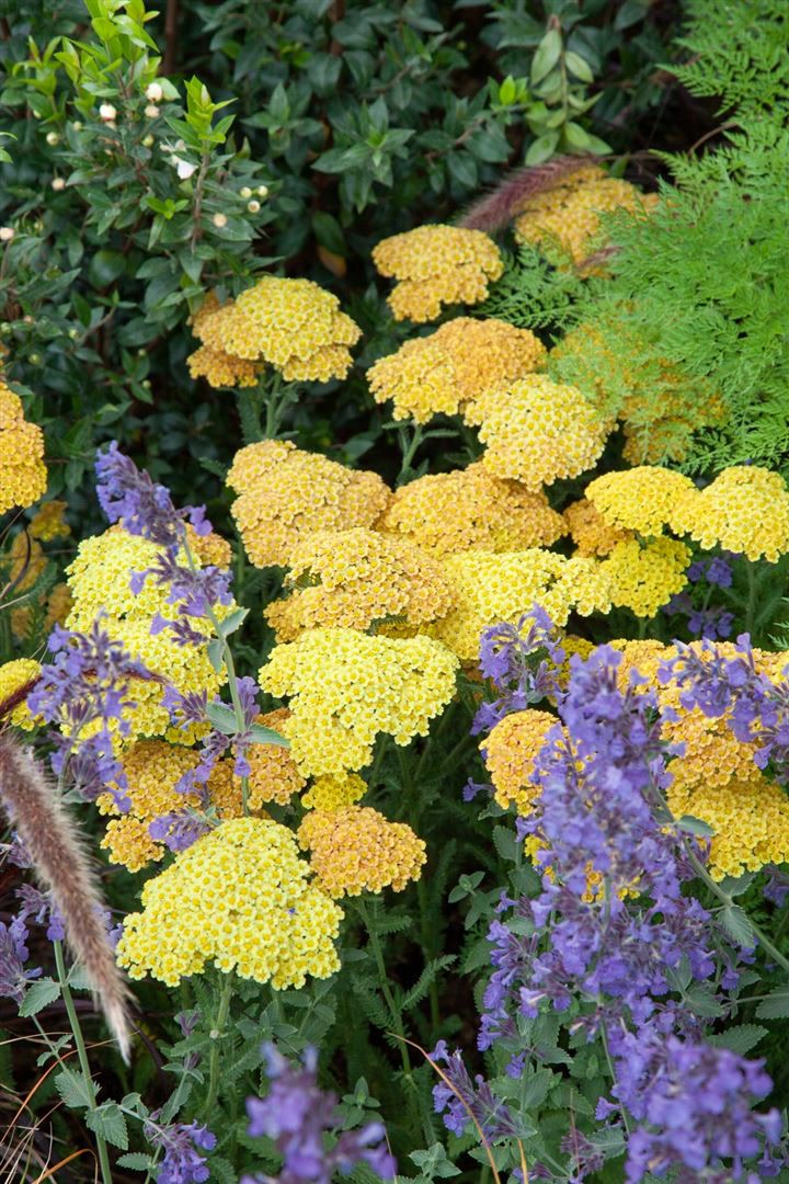 Achillea clypeolata 'Schwellenburg', Schafgarbe, gelb, ca. 9x9 cm Topf - Bild 1