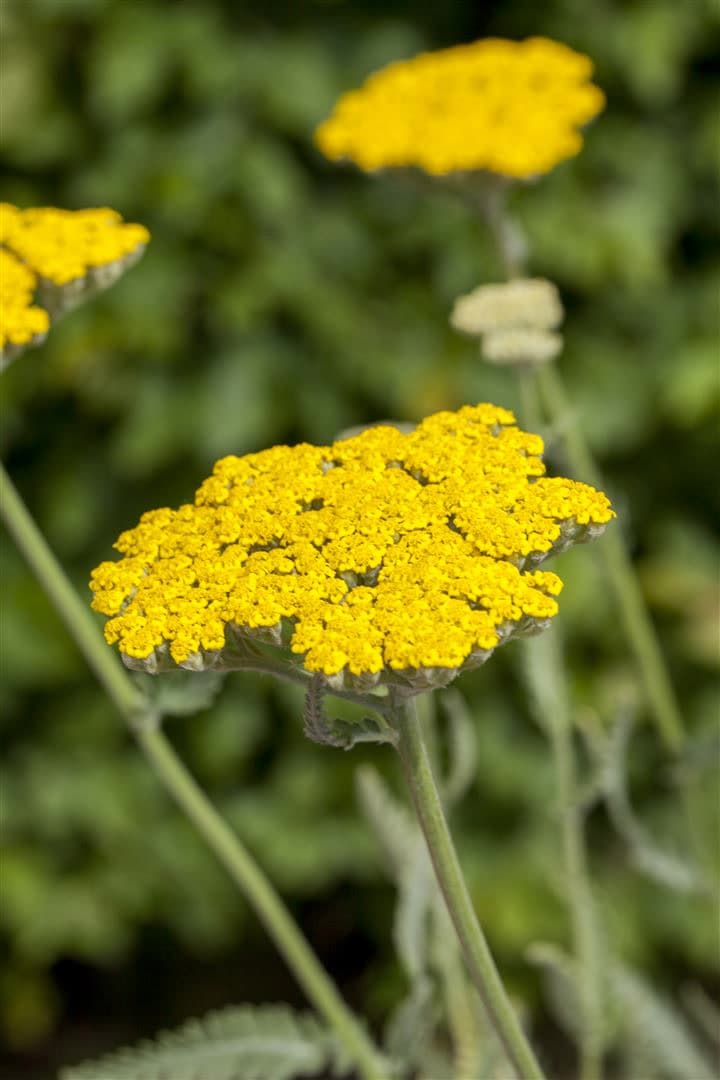 Achillea filipendulina 'Coronation Gold', Schafgarbe, goldgelb, ca. 9x9 cm Topf - Bild 1