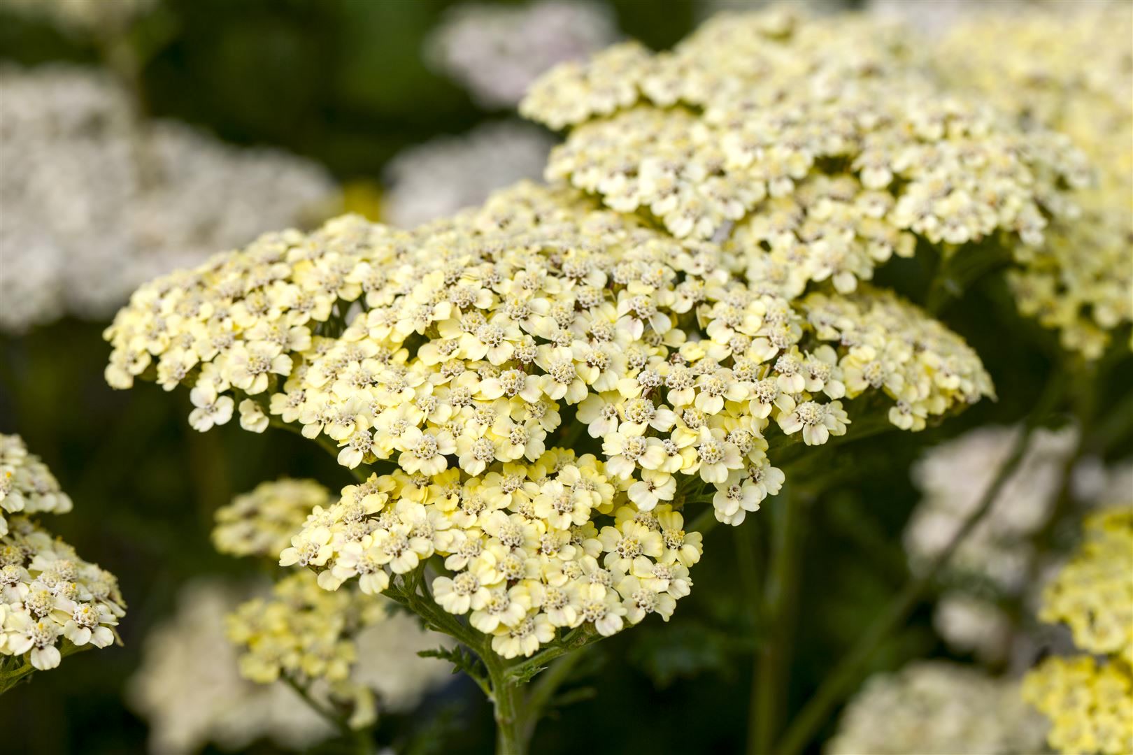 Achillea filipendulina 'Credo', Schafgarbe, gelb, ca. 9x9 cm Topf - Bild 1