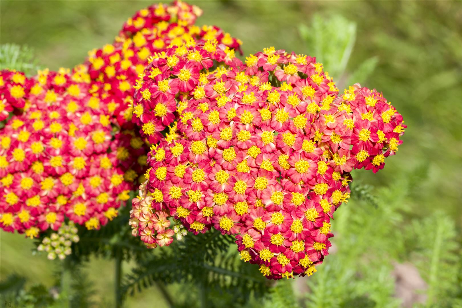 Achillea filipendulina 'Feuerland', Schafgarbe, orange-rot, ca. 9x9 cm Topf - Bild 1