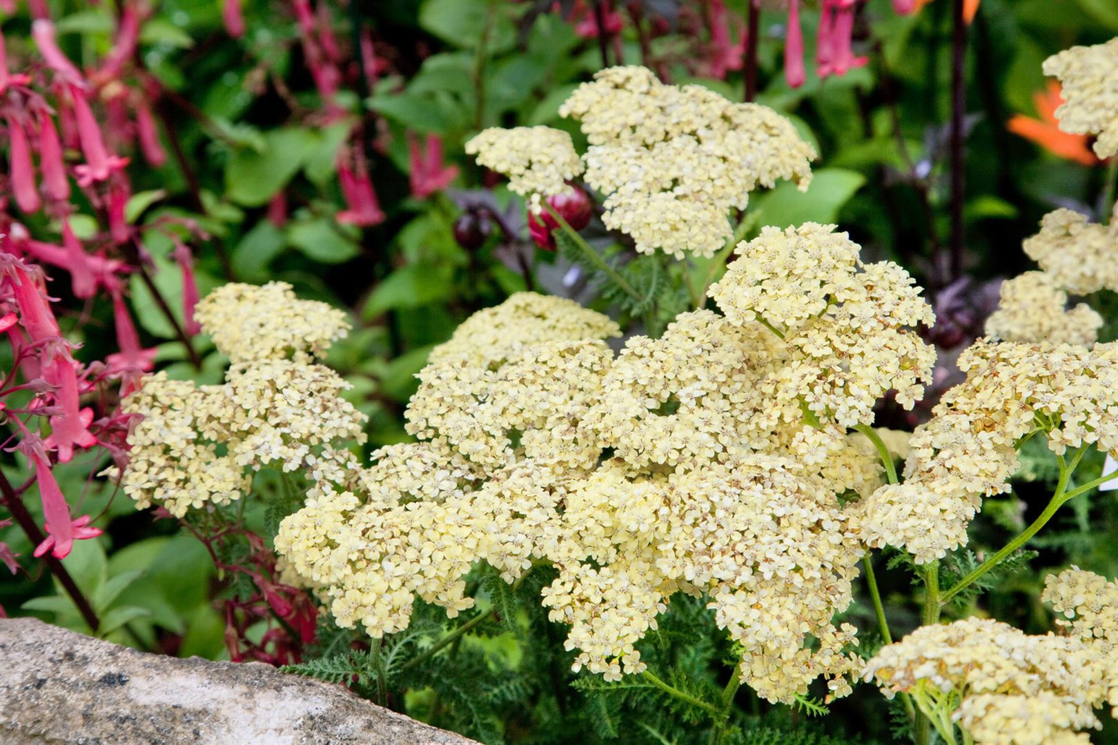 Achillea filipendulina 'Hella Glashoff', Schafgarbe, goldgelb, ca. 9x9 cm Topf - Bild 1