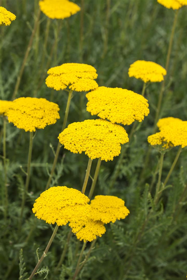 Achillea filipendulina 'Parker', Schafgarbe, goldgelb, ca. 9x9 cm Topf - Bild 1