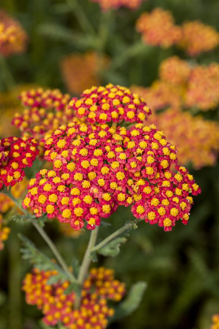Achillea filipendulina 'Walter Funcke', Schafgarbe, orange, ca. 9x9 cm Topf - Bild 1