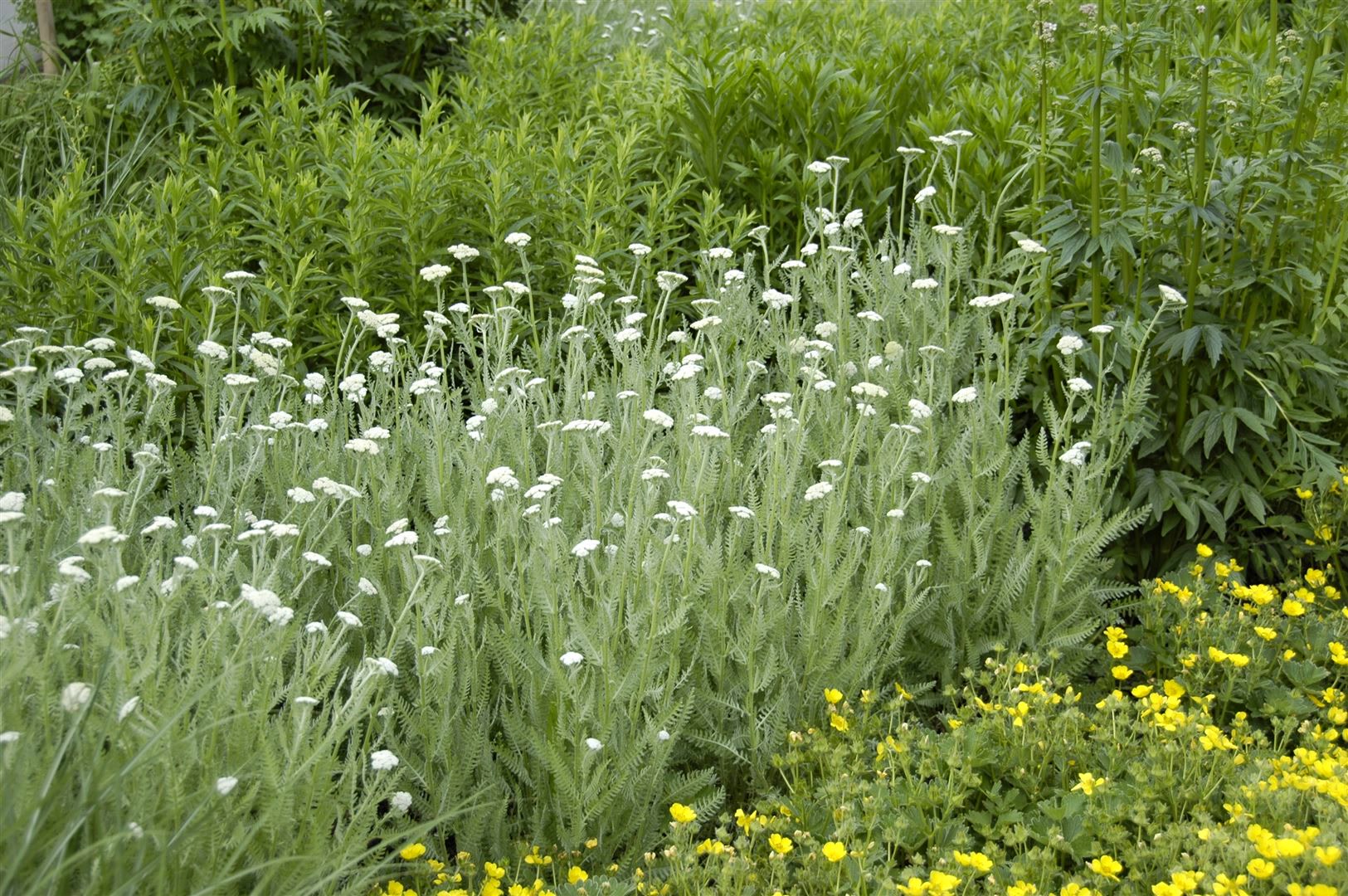 Achillea millefolium, Schafgarbe, ca. 9x9 cm Topf, robust - Bild 1