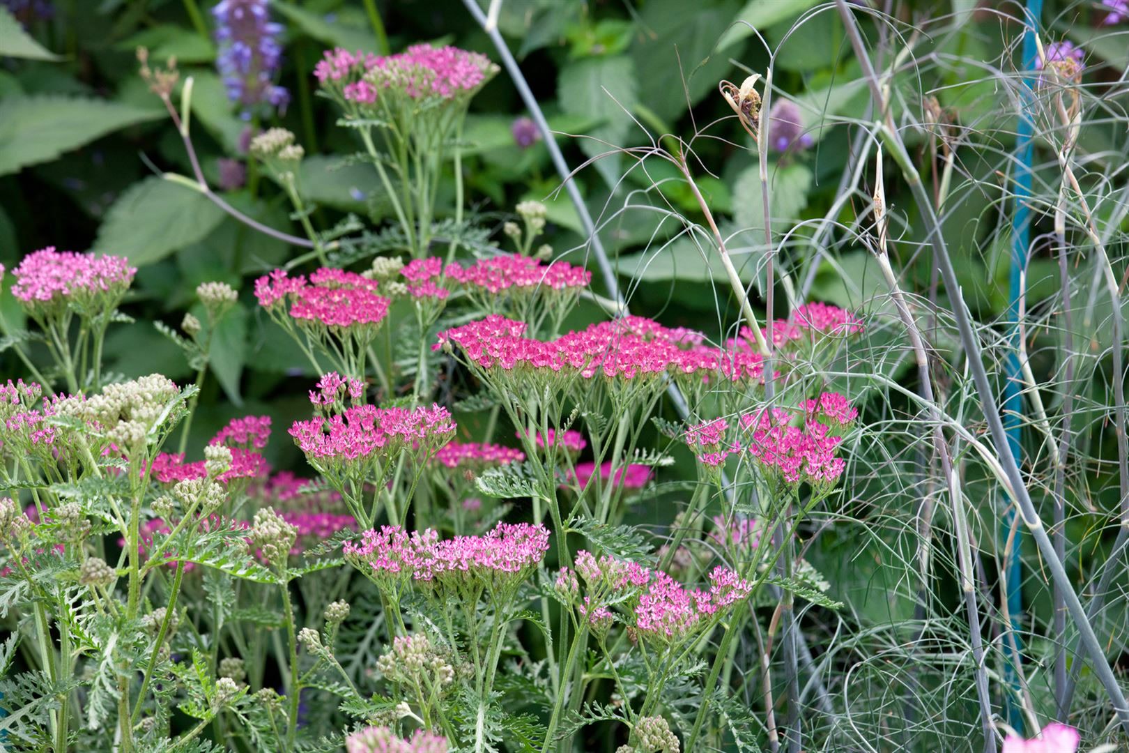 Achillea millefolium 'Cassis', Schafgarbe, rosa, ca. 9x9 cm Topf - Bild 1