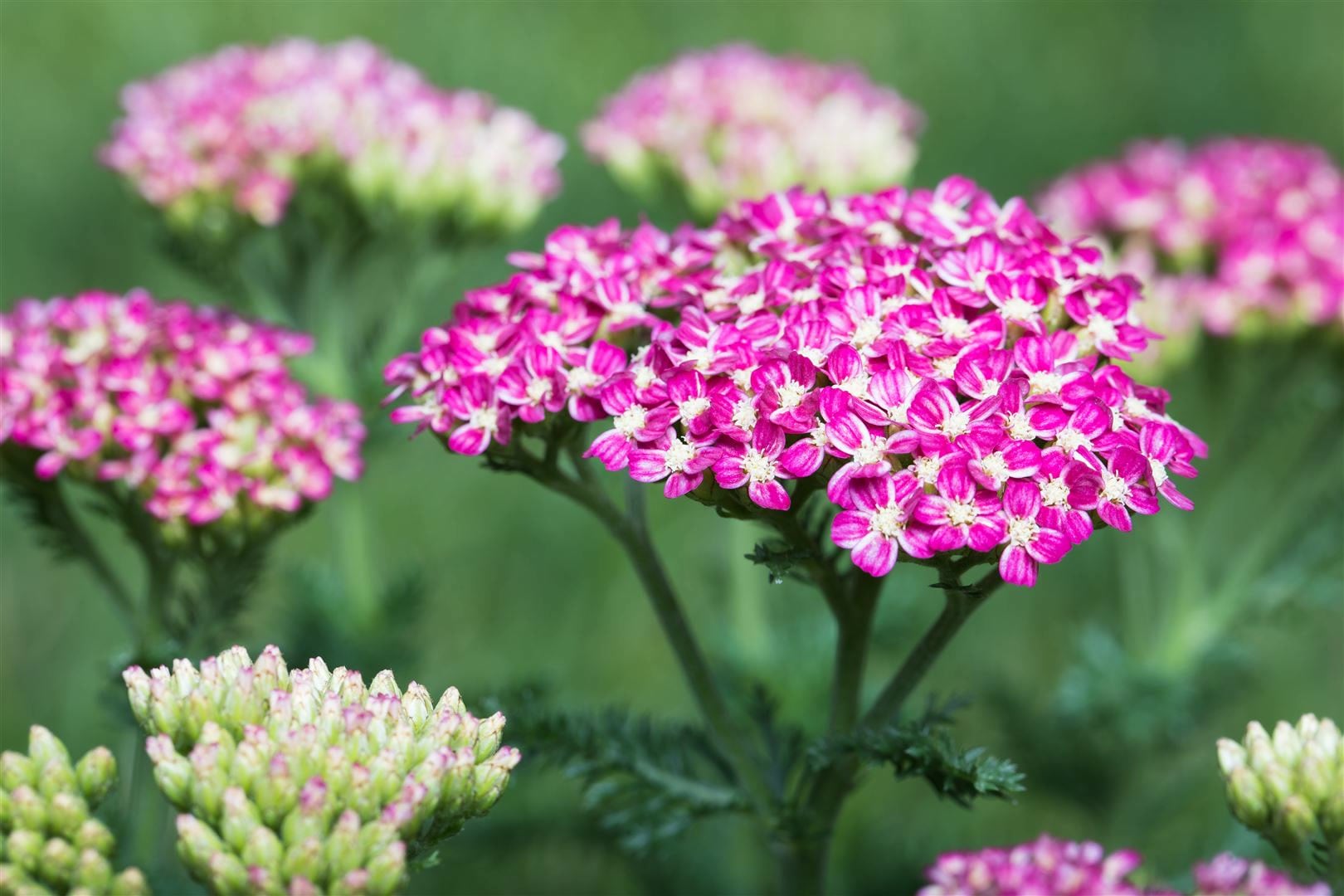 Achillea millefolium 'Cerise Queen', Schafgarbe, rosa, ca. 9x9 cm Topf - Bild 1