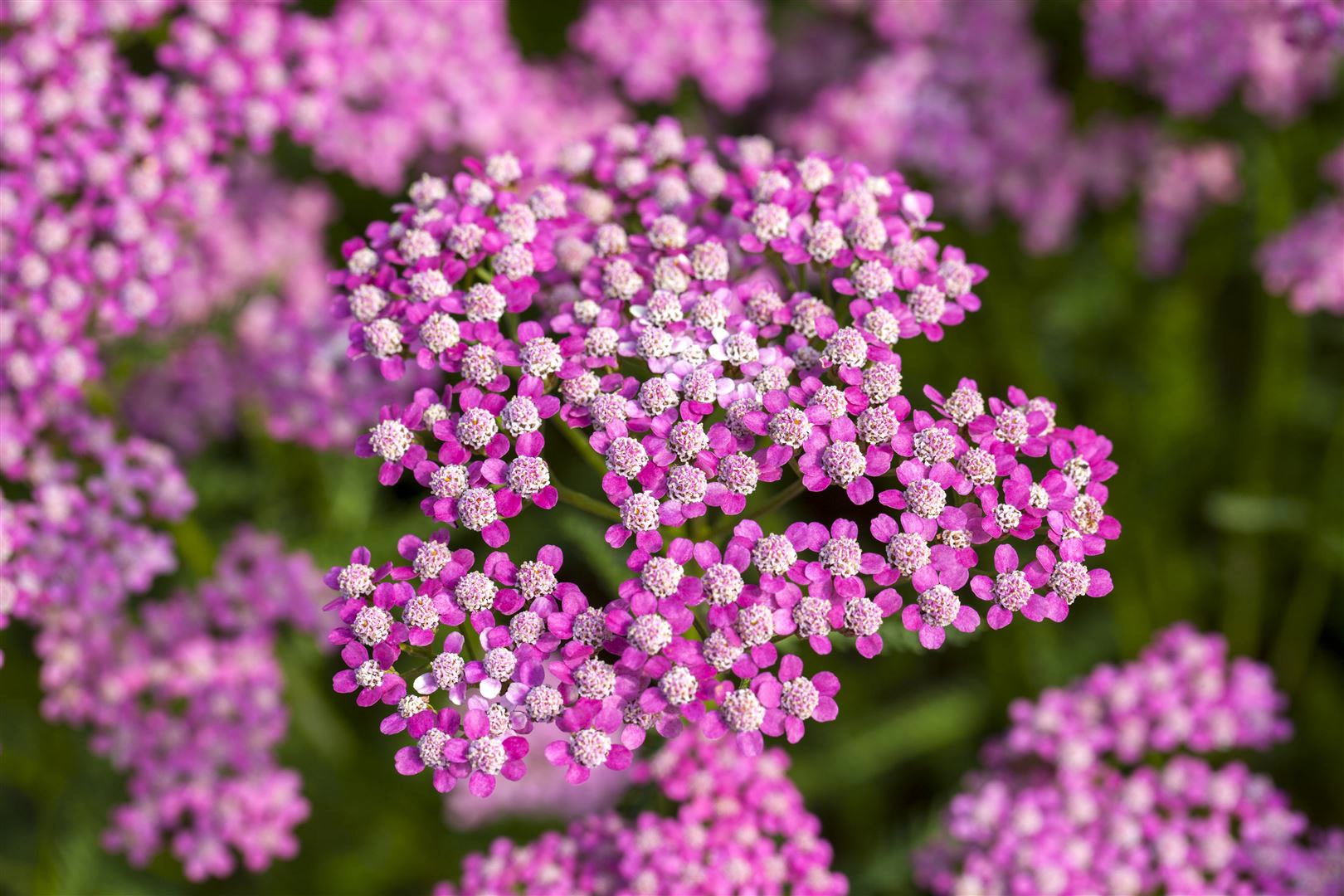 Achillea millefolium 'Lilac Beauty', Schafgarbe, lila, ca. 9x9 cm Topf - Bild 1