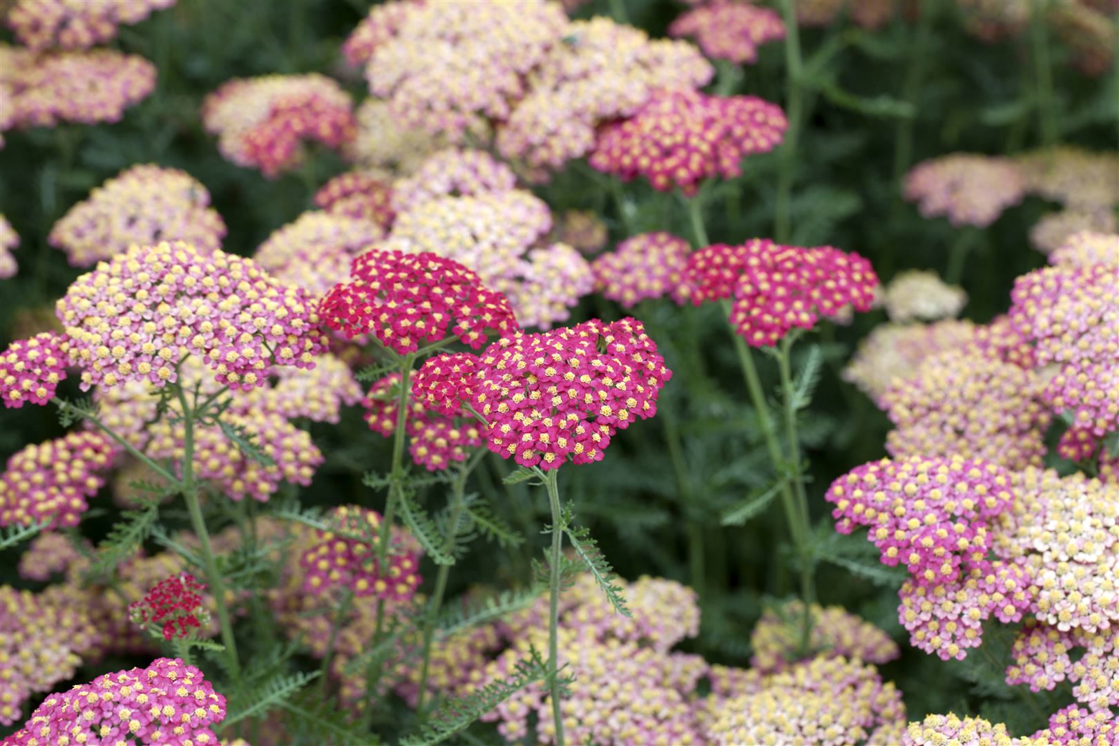 Achillea millefolium 'Paprika', Schafgarbe, rot, ca. 9x9 cm Topf - Bild 1