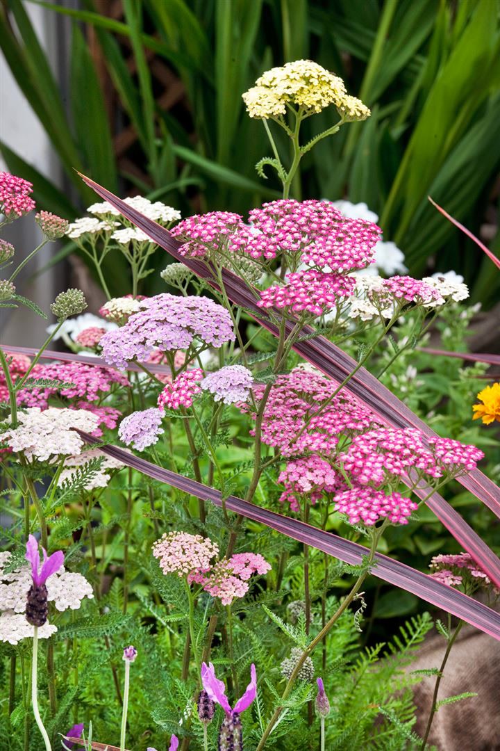 Achillea millefolium 'Summer Pastels', Schafgarbe, bunt, ca. 9x9 cm Topf - Bild 1