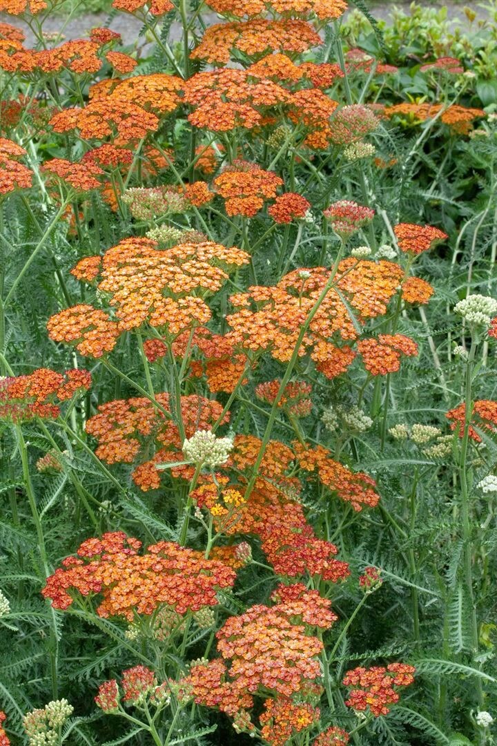 Achillea millefolium 'Terracotta', Schafgarbe, orange, ca. 9x9 cm Topf - Bild 1