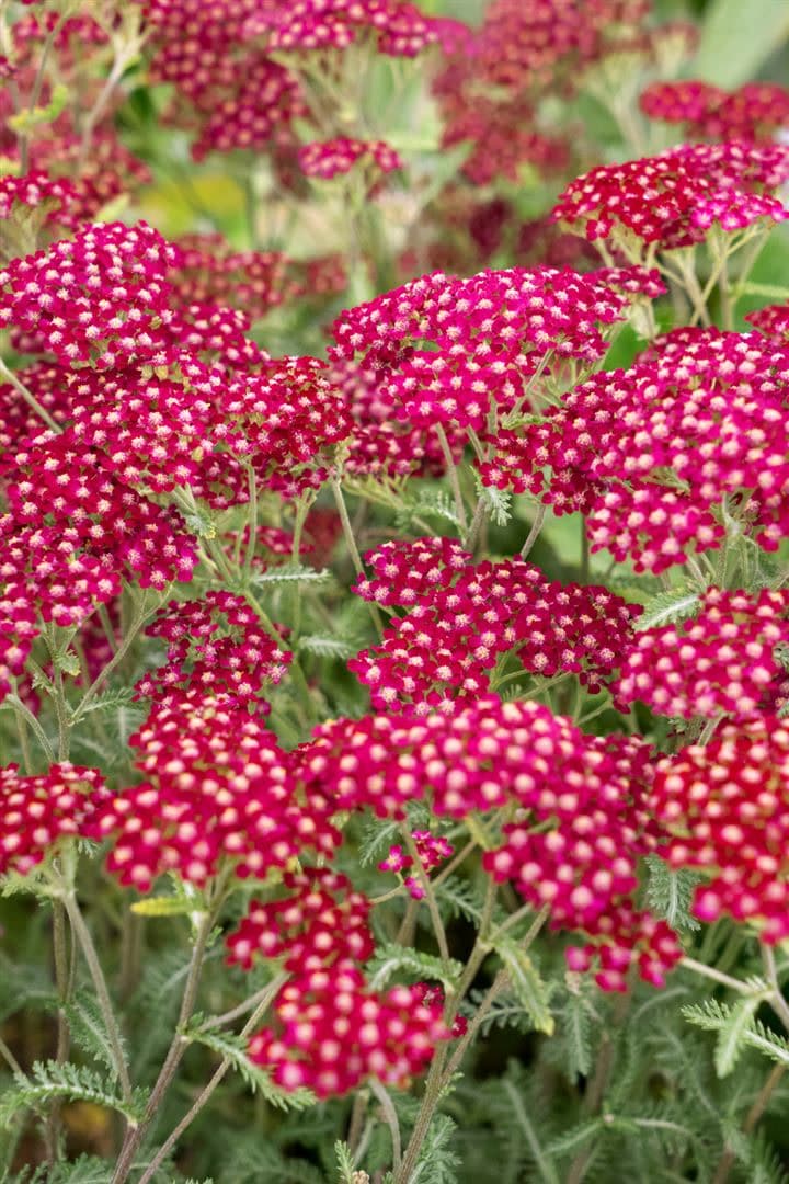 Achillea millefolium 'Velour', Schafgarbe, rosa, ca. 9x9 cm Topf - Bild 1