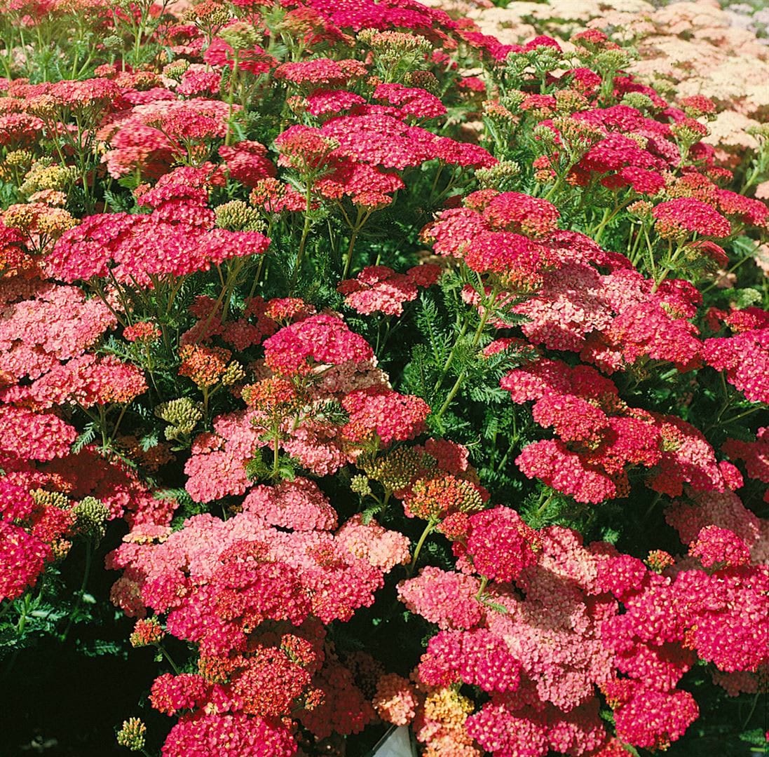 Achillea millefolium 'Wesersandstein', Schafgarbe, rosa, ca. 9x9 cm Topf - Bild 1
