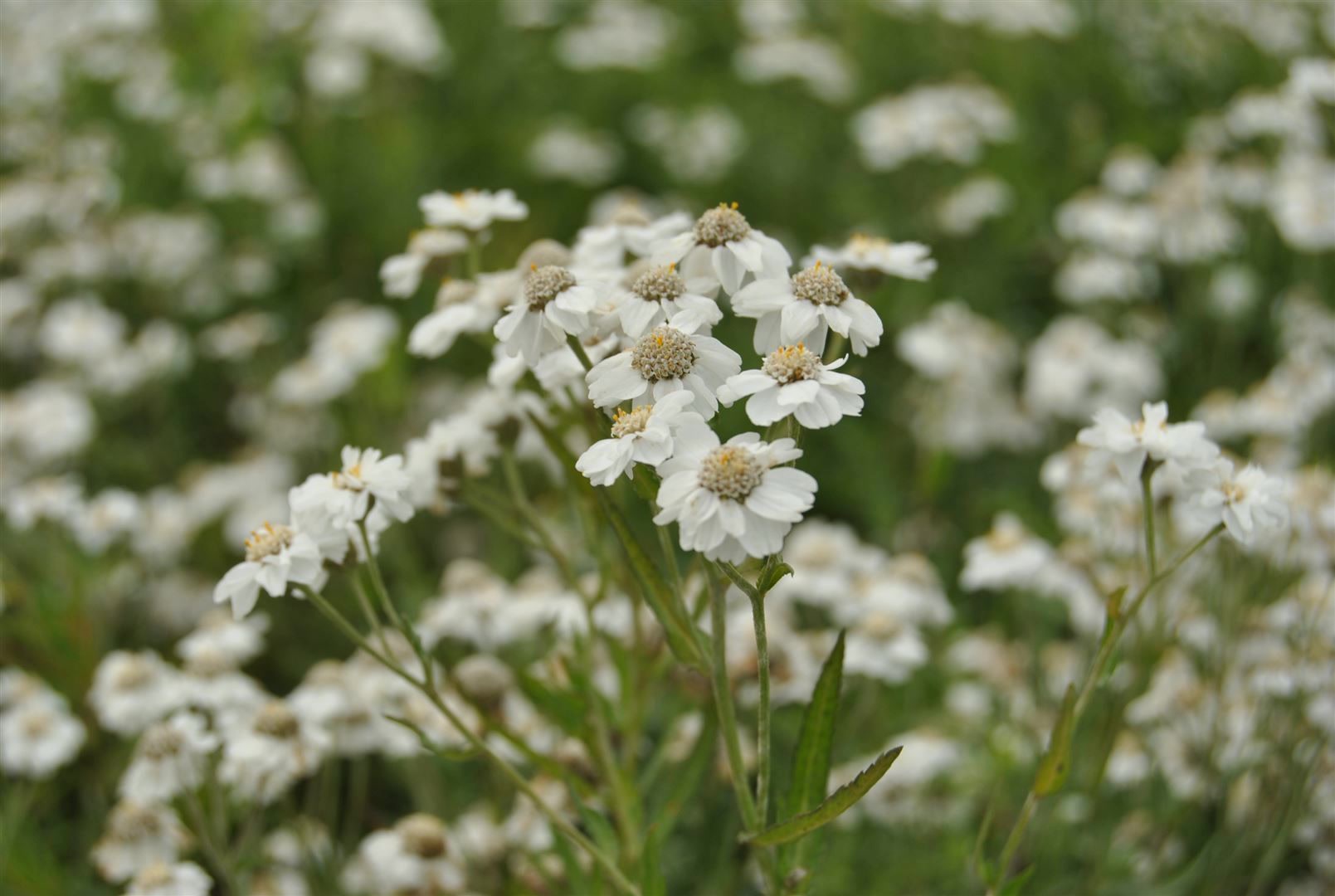 Achillea ptarmica, Sumpfschafgarbe, wei&szlig;, ca. 9x9 cm Topf - Bild 1
