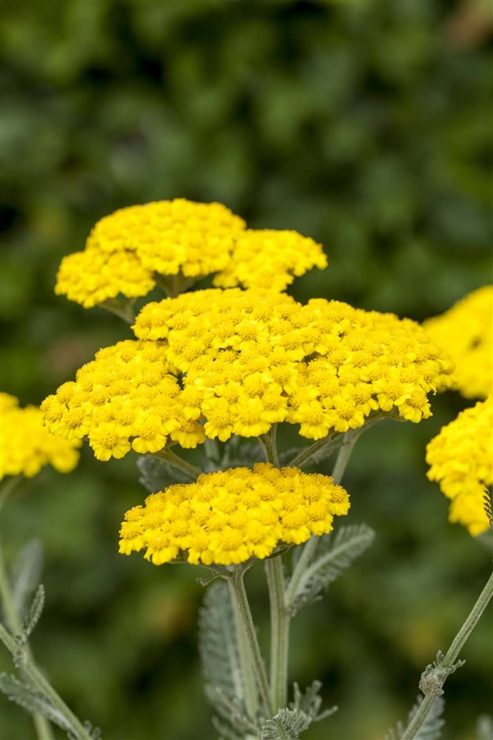 Achillea tomentosa, Teppich-Schafgarbe, gelb, ca. 9x9 cm Topf - Bild 1