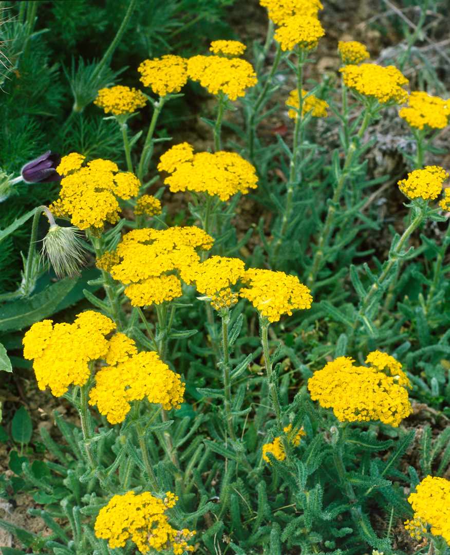 Achillea tomentosa 'Aurea', Teppich-Schafgarbe, gelb, ca. 9x9 cm Topf - Bild 1