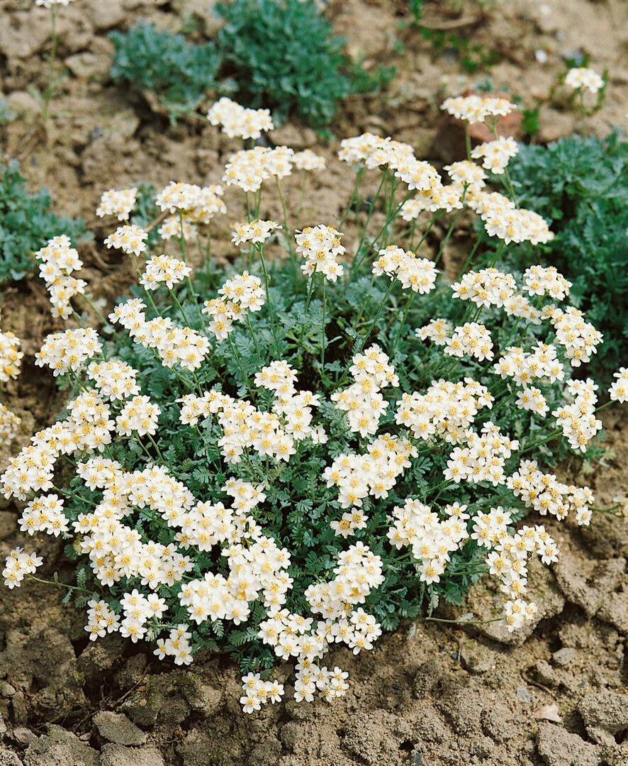 Achillea umbellata, Silber-Garbe, silbrig-weiß, ca. 9×9 cm Topf | 04063654285441