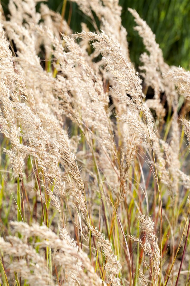 Achnatherum calamagrostis, Silber&auml;hrengras, ca. 9x9 cm Topf - Bild 1