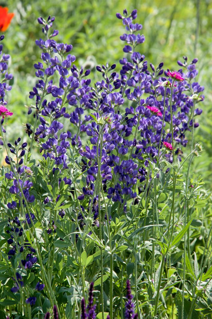 Aconitum napellus, Eisenhut, tiefblau, ca. 11x11 cm Topf - Bild 1
