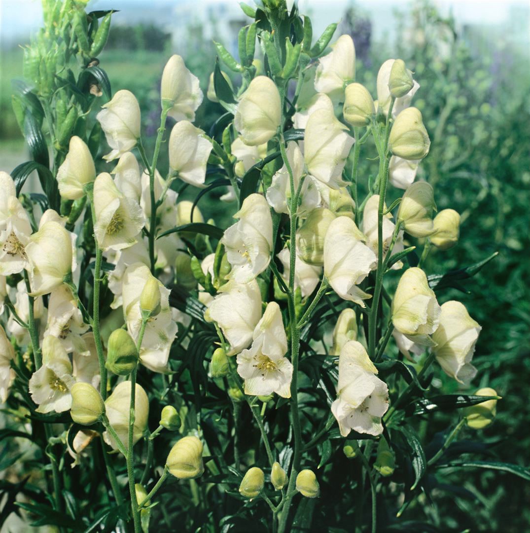Aconitum napellus 'Album', Eisenhut, wei&szlig;, ca. 11x11 cm Topf - Bild 1