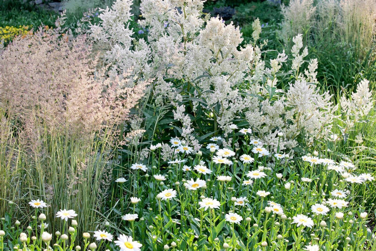 Aconogonon campanulatum, Glockenkn&ouml;terich, ca. 11x11 cm Topf - Bild 1