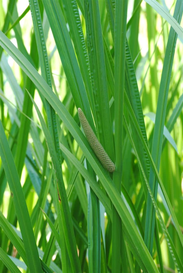 Acorus calamus, Kalmus, ca. 9x9 cm Topf, aromatisch - Bild 1