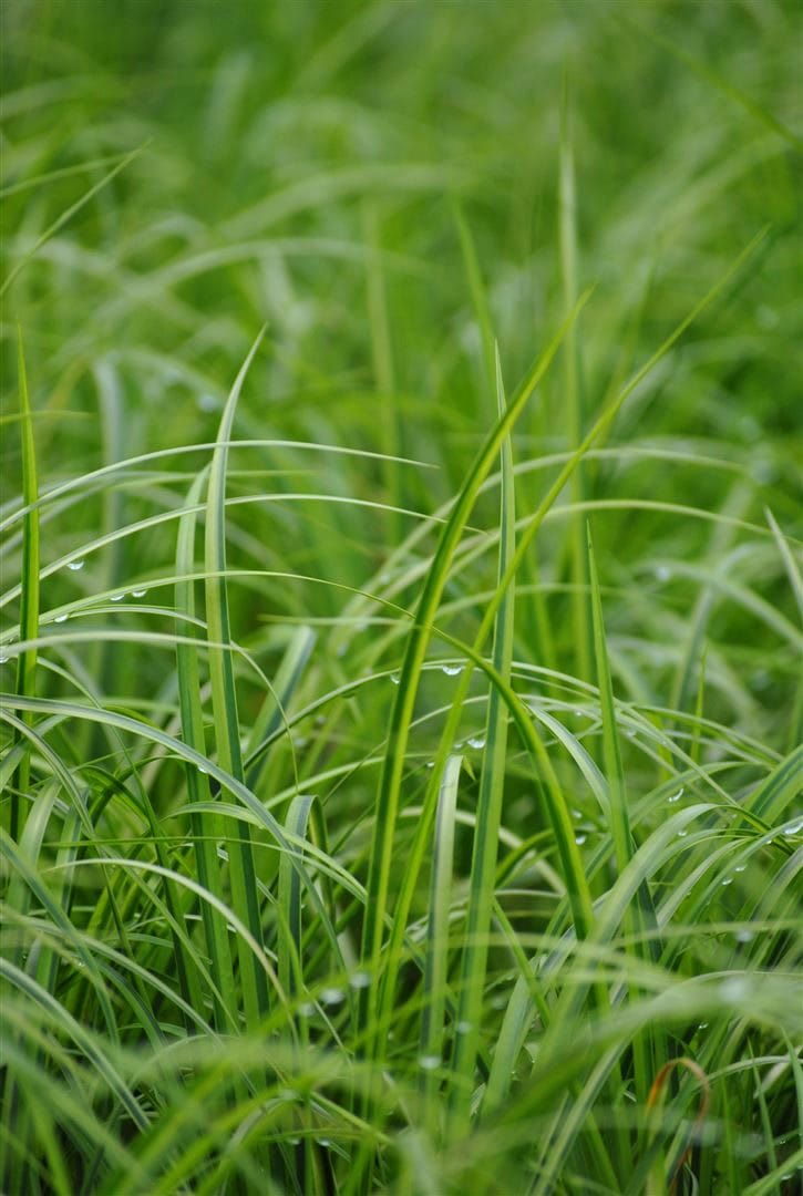 Acorus gramineus 'Ogon', Japanische Segge, gelbgr&uuml;n, ca. 9x9 cm Topf - Bild 1